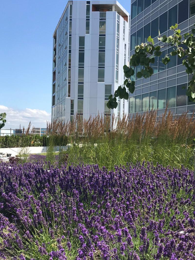 Versante Hotel Richmond Exterior foto Rooftop garden at One Bloor